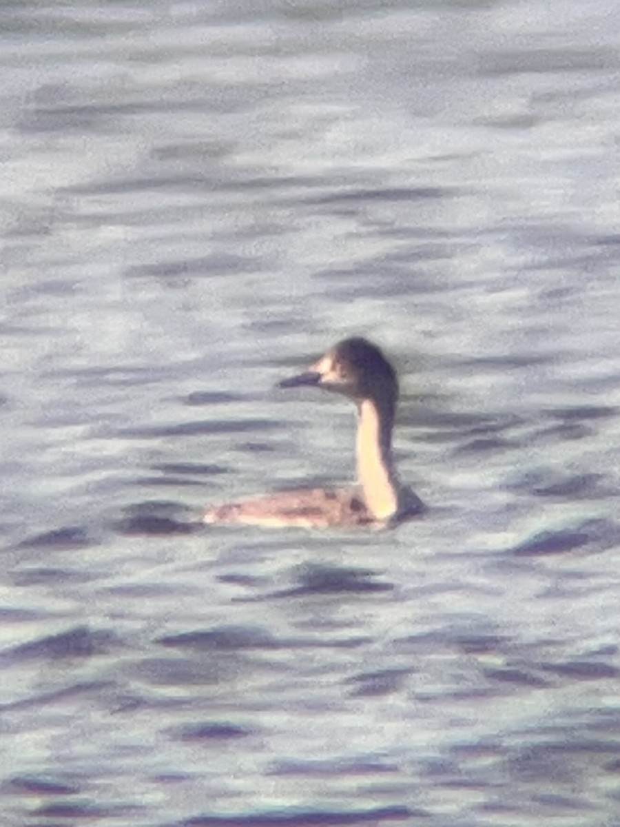 Schwarzhalstaucher - ML645688241