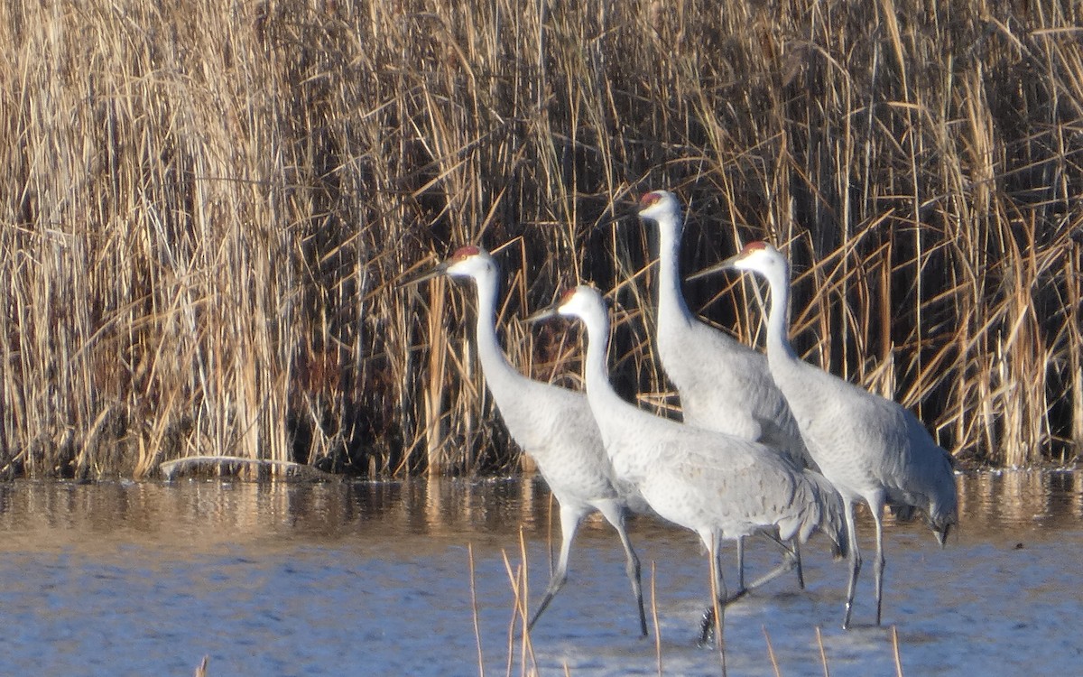 jeřáb kanadský - ML645688259