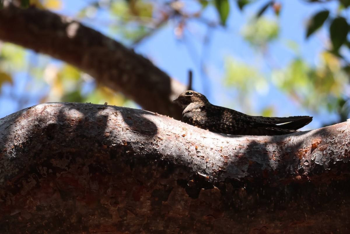 Антильский сумеречник - ML645688284