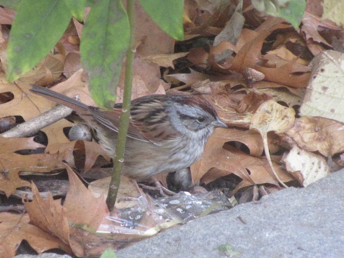 Swamp Sparrow - ML645688289