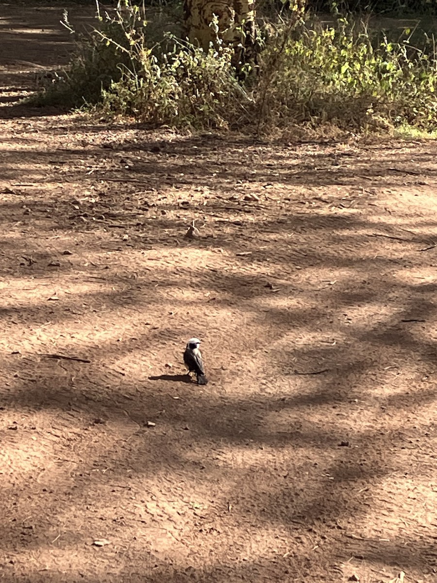 White-rumped Shrike - ML645688290