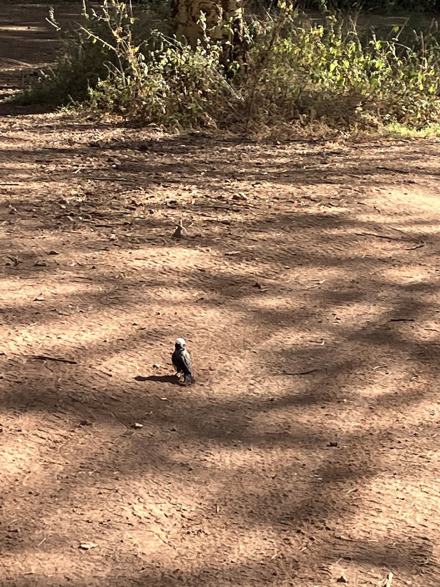 White-rumped Shrike - ML645688291