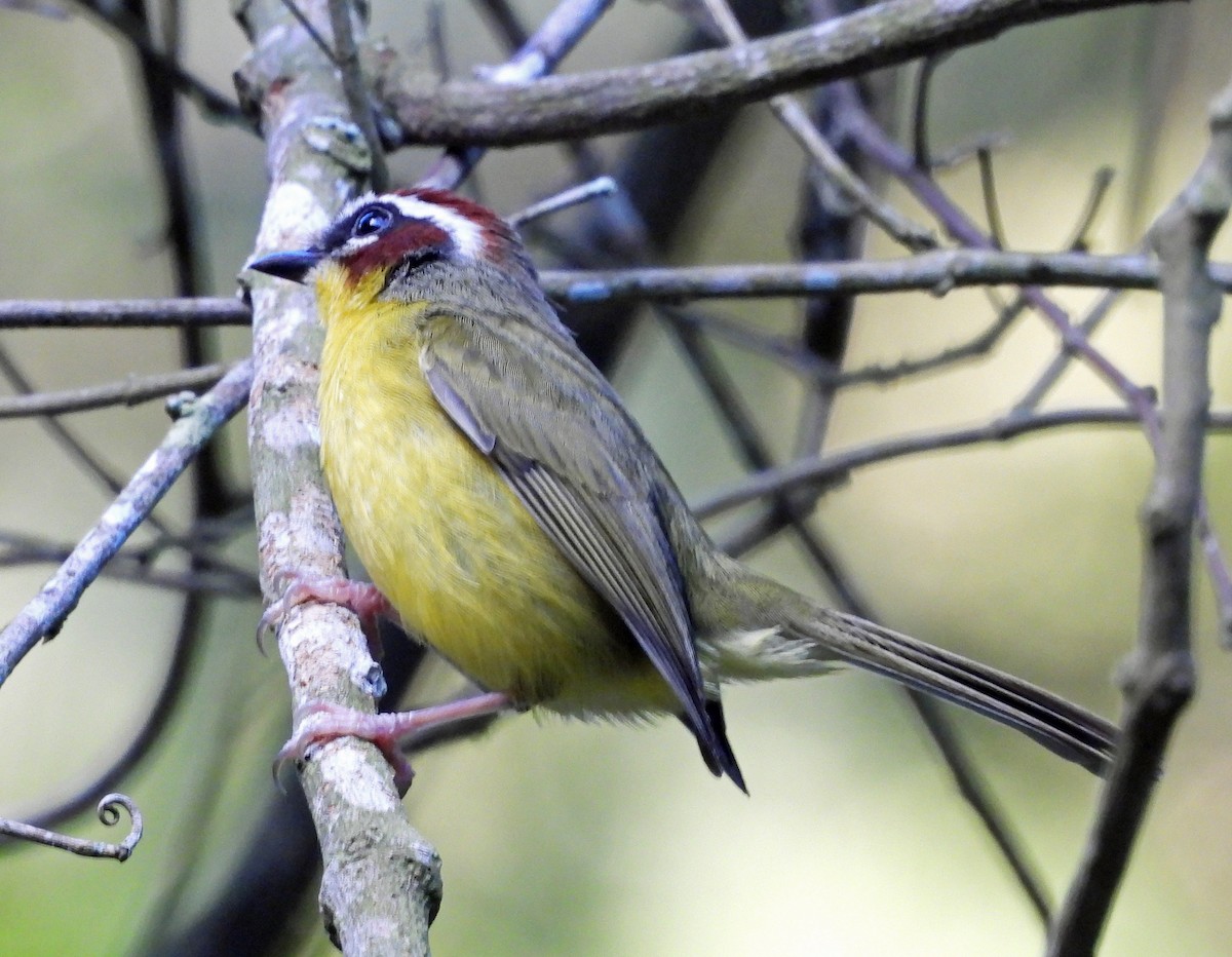 Paruline de Delattre - ML645688292