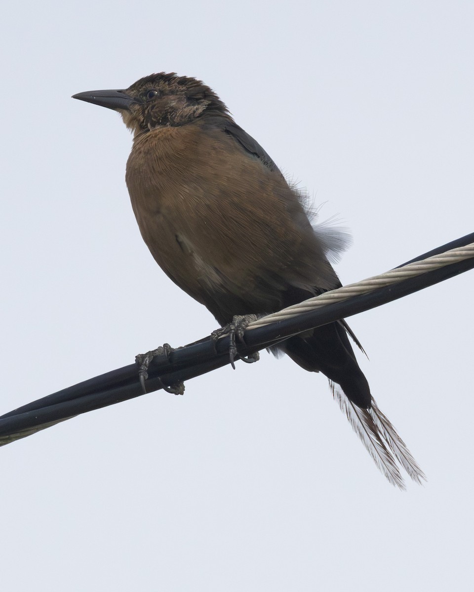 grackle sp. - ML645688299