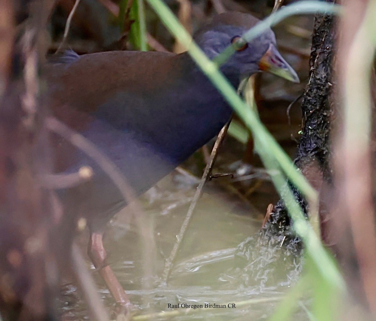 Paint-billed Crake - ML645688301