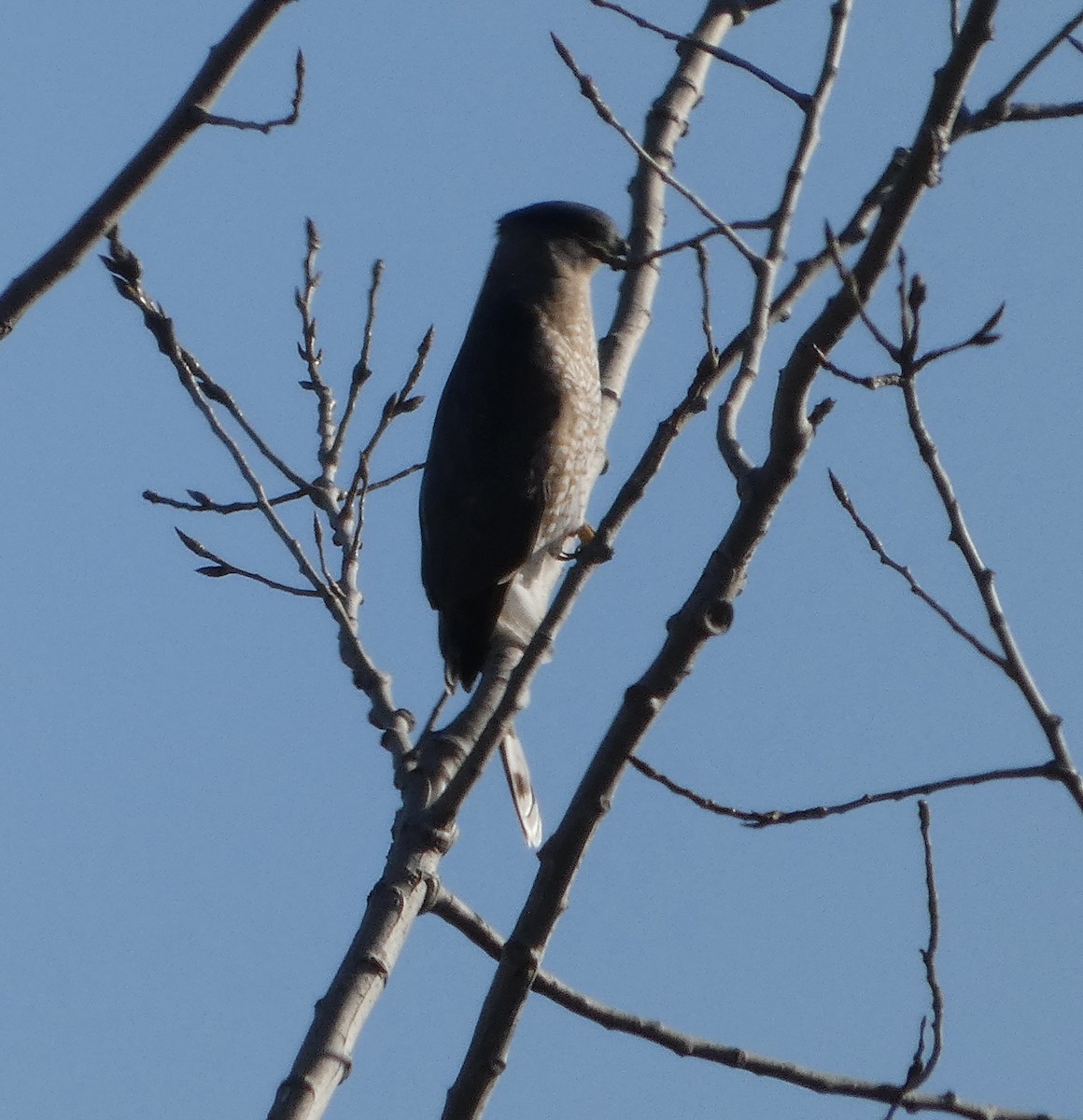 jestřáb americký - ML645688303