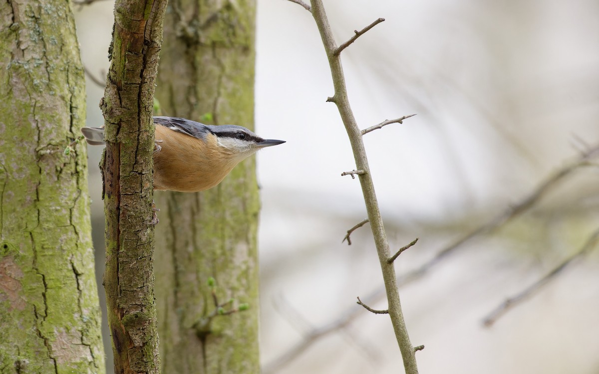 Garrapo eurasiarra - ML645688307