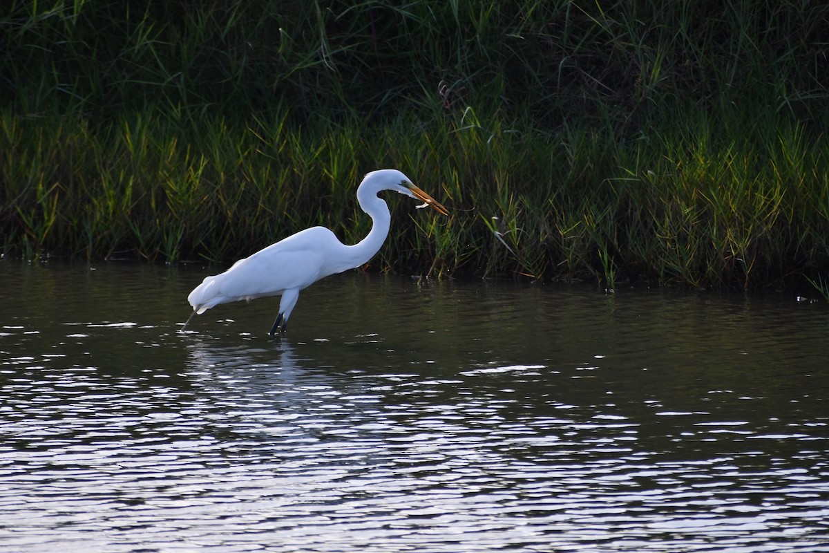 ダイサギ - ML645688329