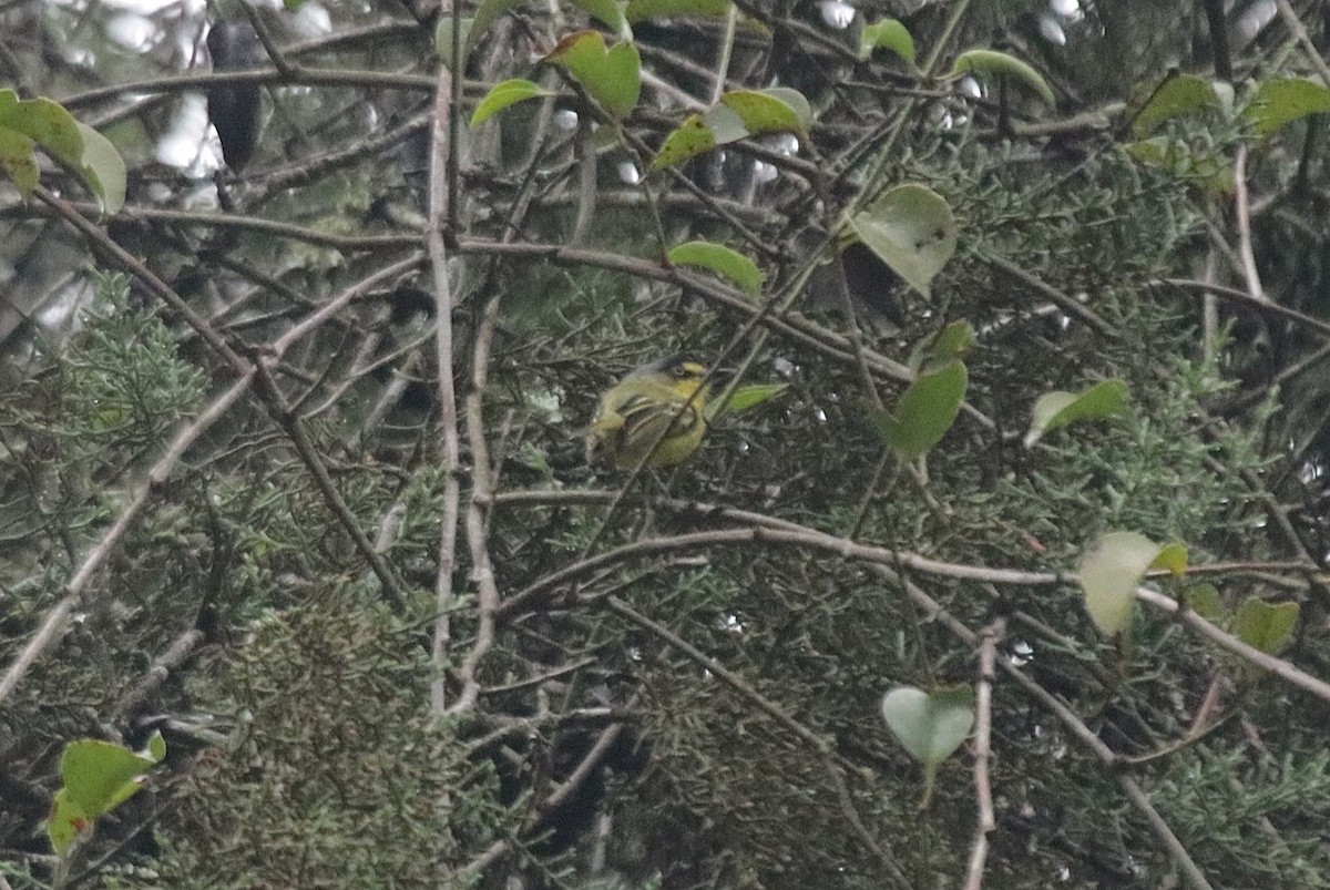 Todirostre à tête grise - ML645688331