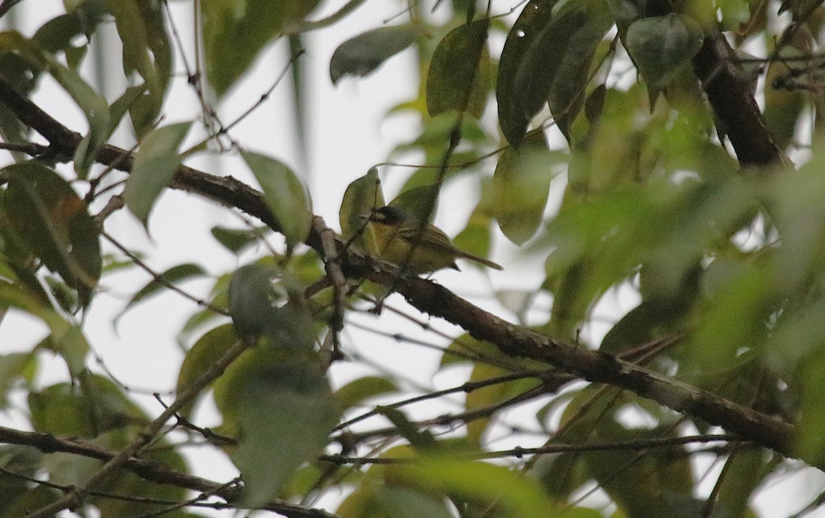 Todirostre à tête grise - ML645688333