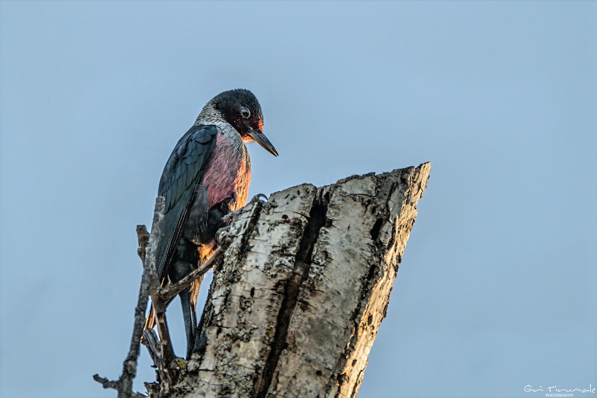 Lewis's Woodpecker - ML645688335