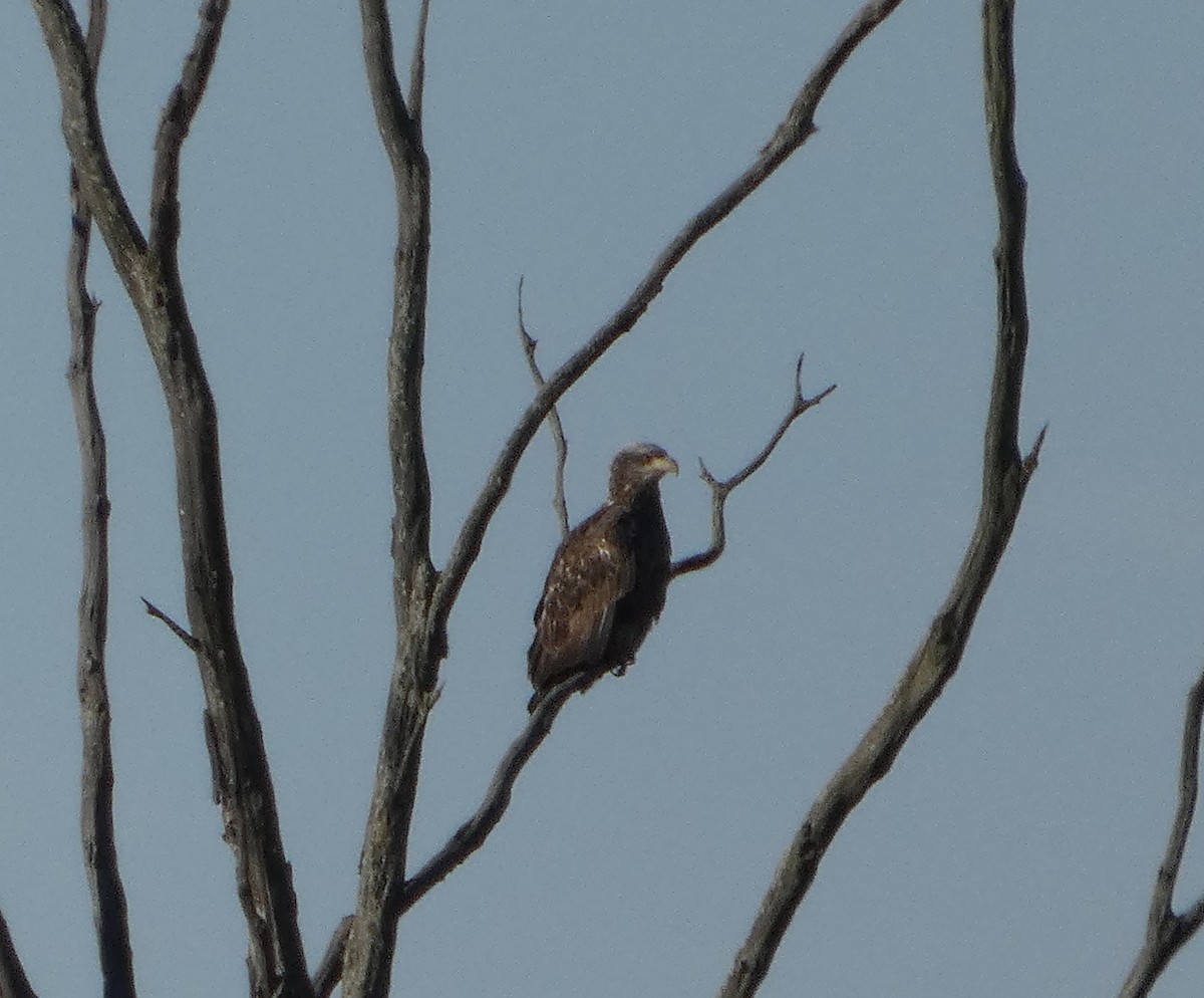 orel sp. - ML645688338