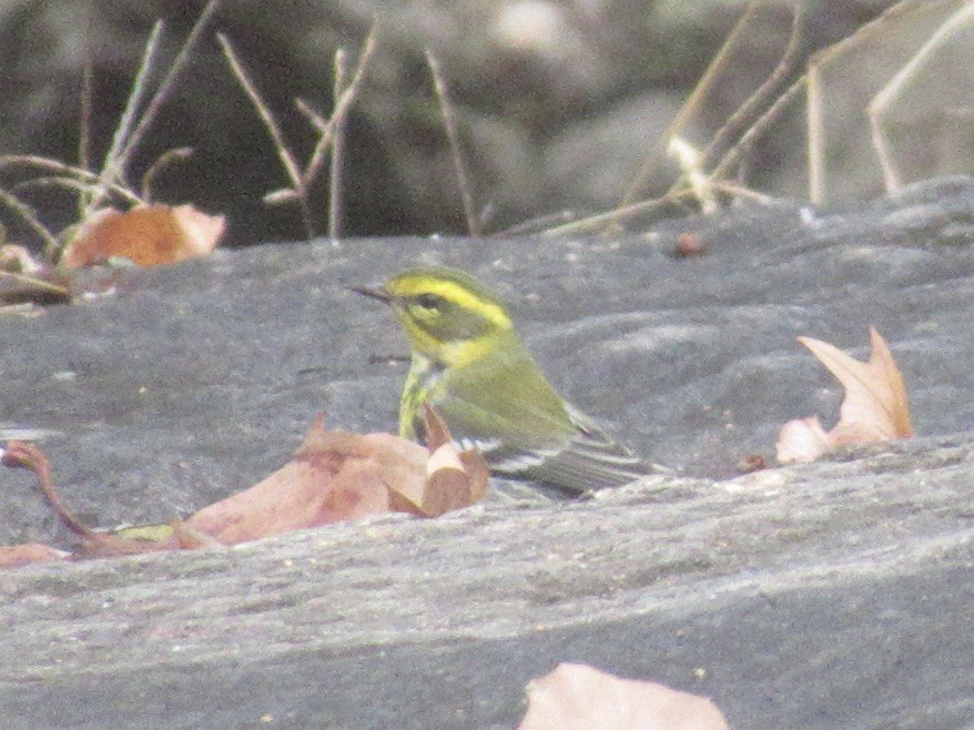 Townsend's Warbler - ML645688345