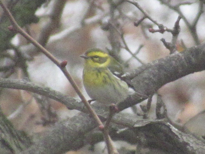 Townsend's Warbler - ML645688350