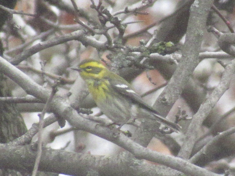 Townsend's Warbler - ML645688351