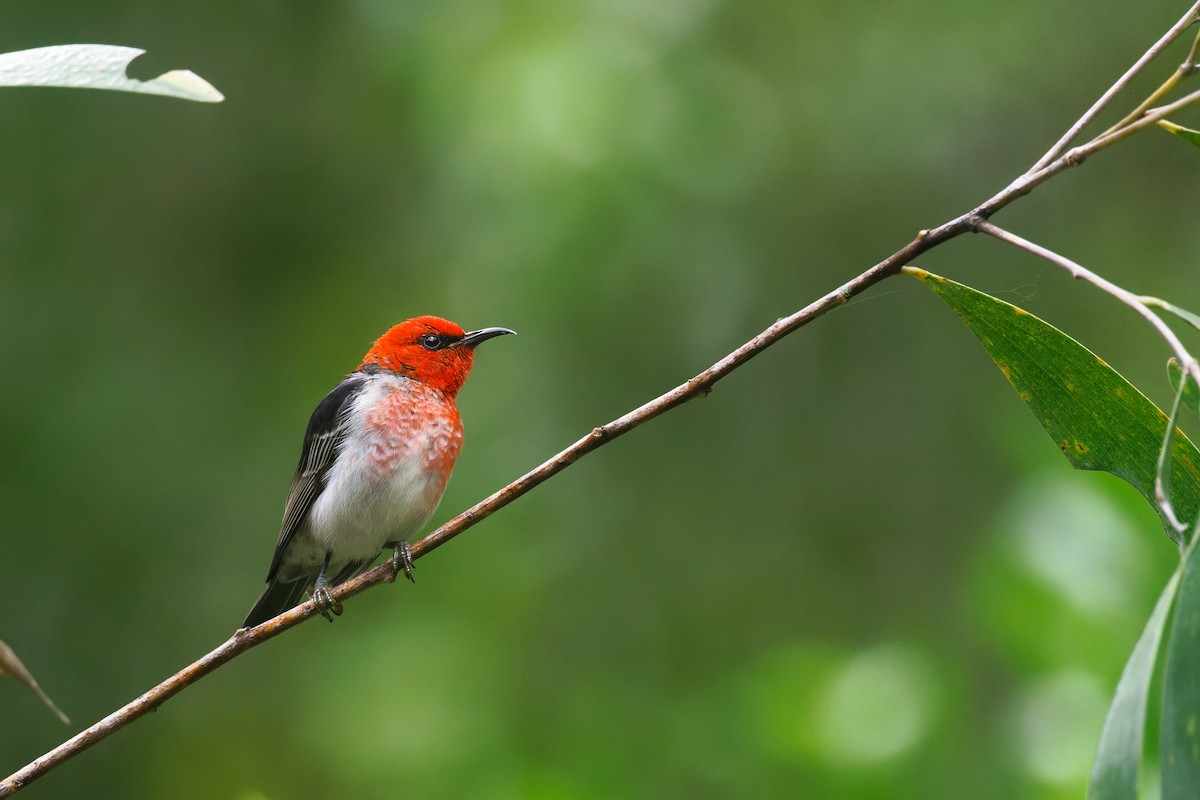 Scarlet Myzomela - ML645688356