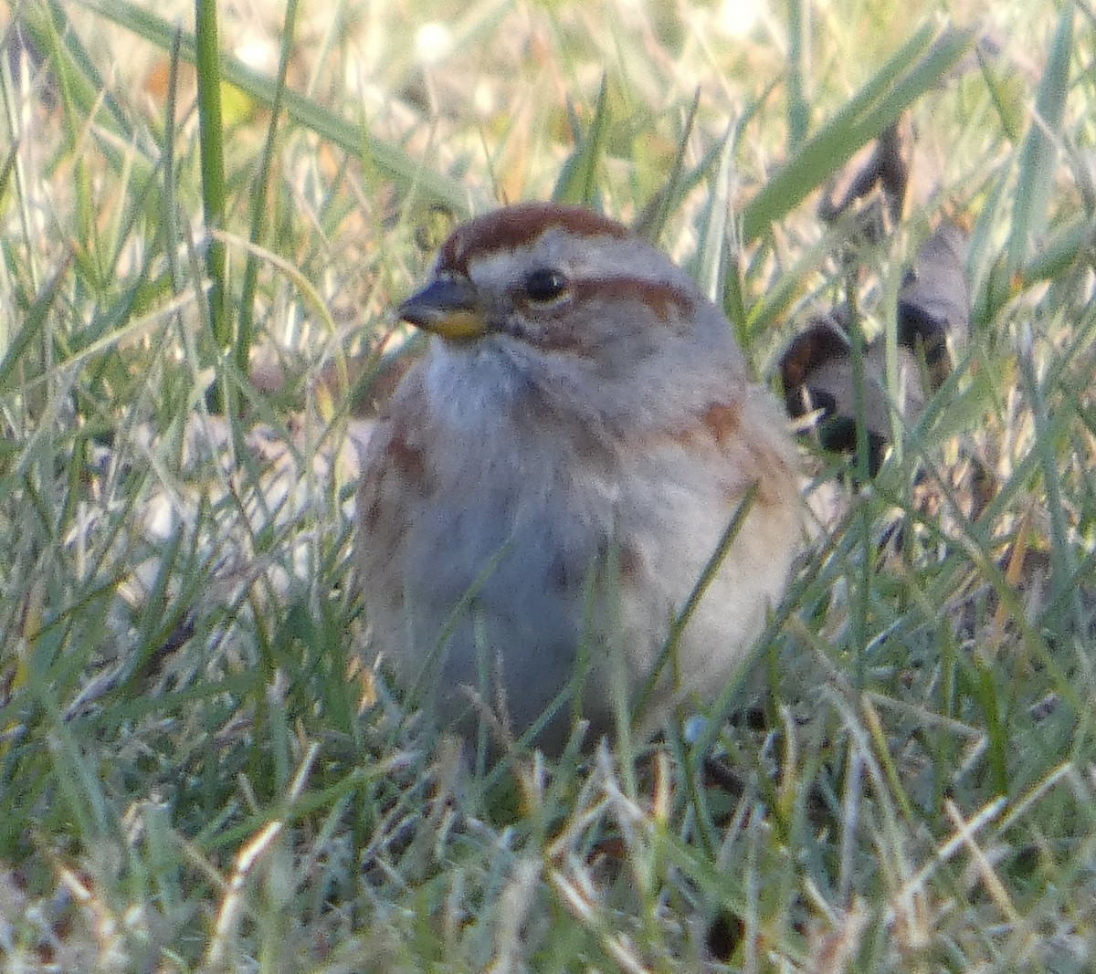 strnádka pokřovní - ML645688359
