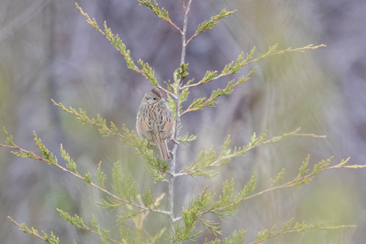 Lincoln's Sparrow - ML645688362
