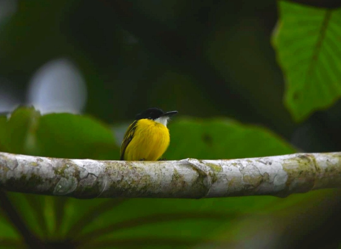 ズグロハシナガタイランチョウ - ML645688363