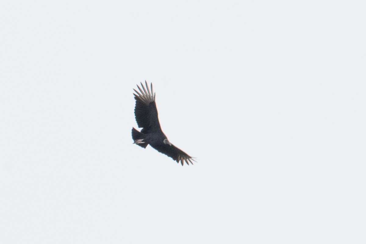 Black Vulture - ML645688367