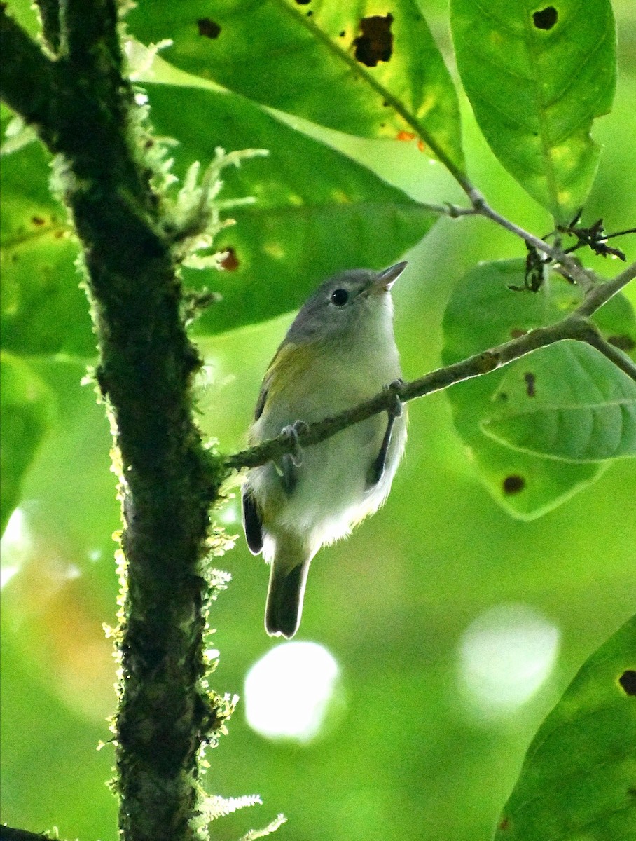 メジロヒメモズモドキ - ML645688370