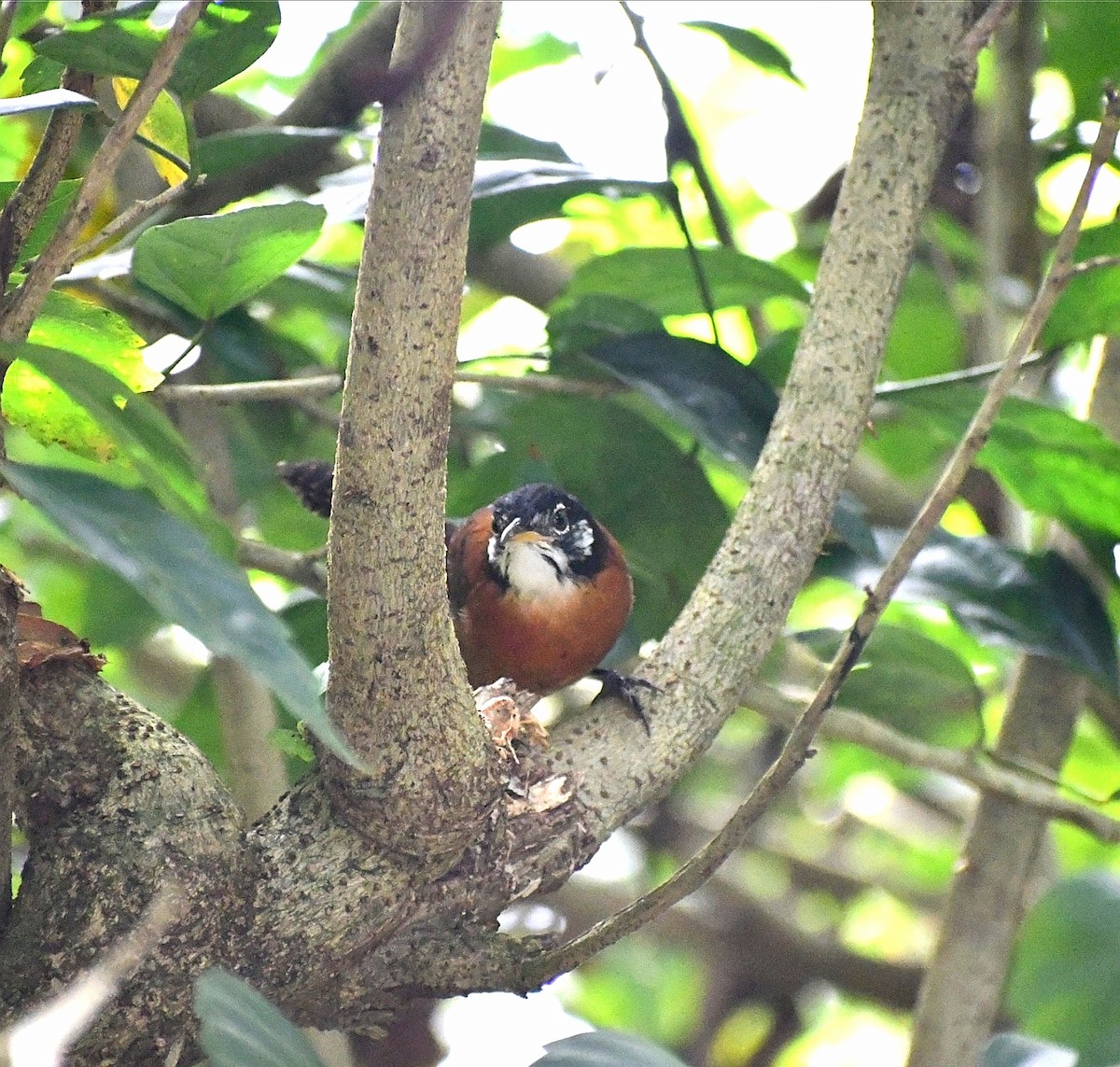 シマバラマユミソサザイ - ML645688375