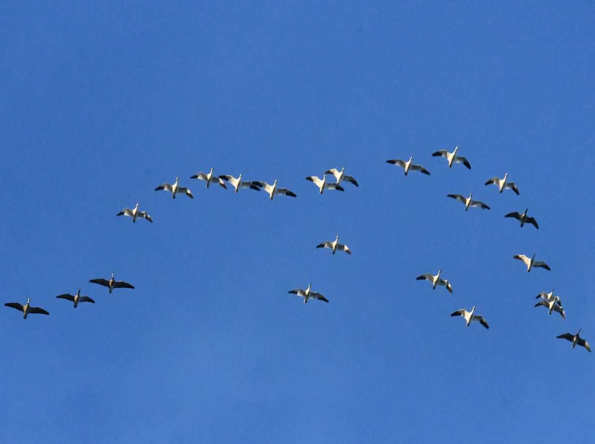 Snow Goose - ML645688377