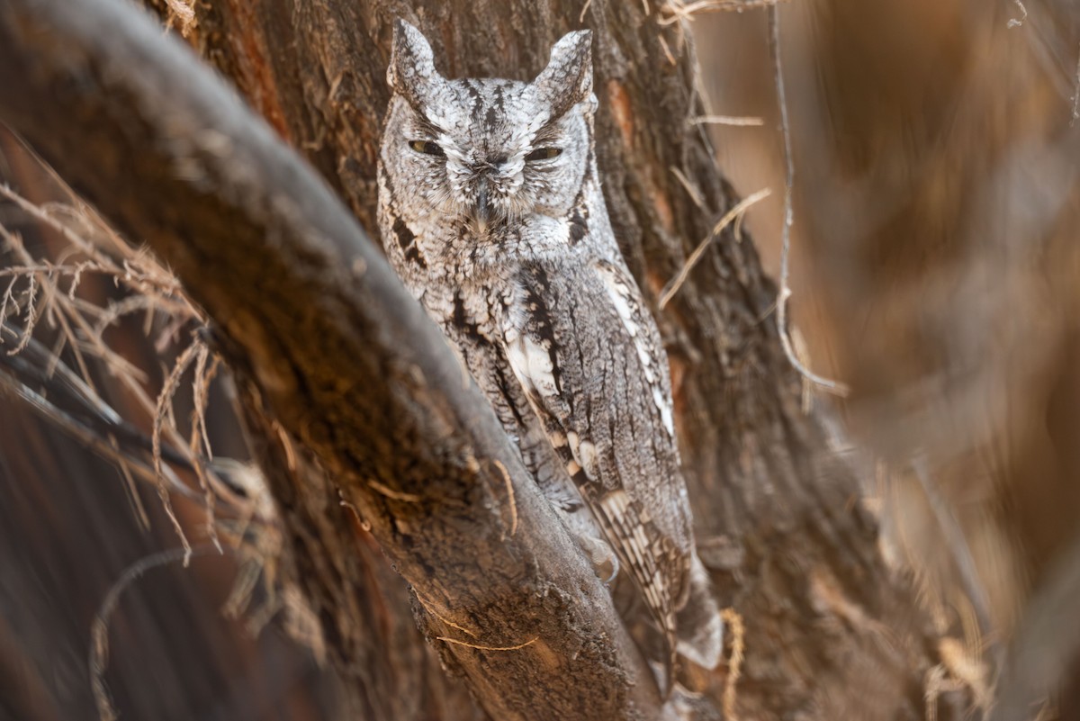 Western Screech-Owl - ML645688381