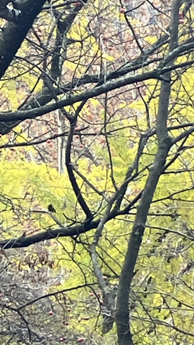 Evening Grosbeak - ML645688384