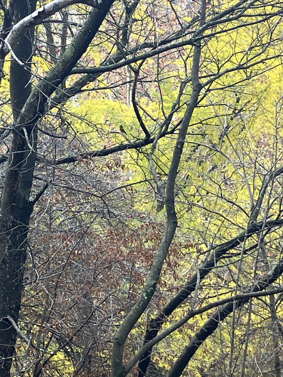 Evening Grosbeak - ML645688385