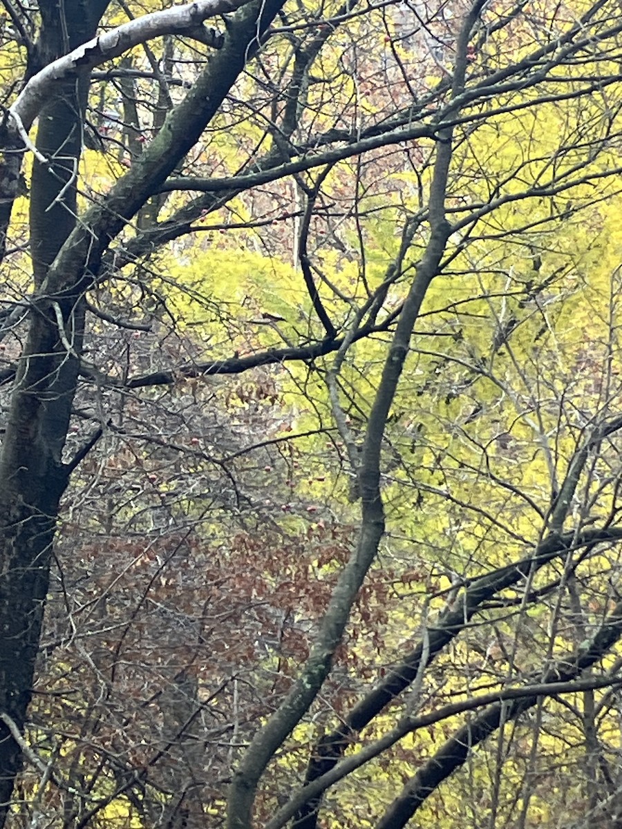 Evening Grosbeak - ML645688386