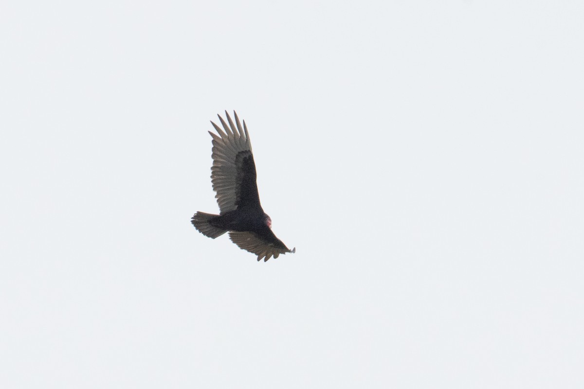 Turkey Vulture - ML645688388