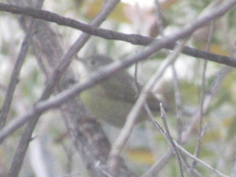 Nashville Warbler - ML645688392