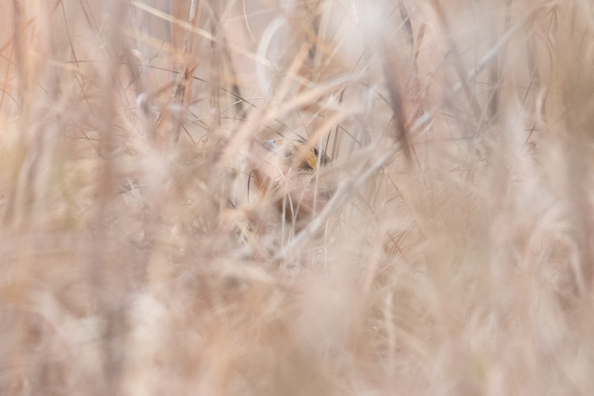 LeConte's Sparrow - ML645688394
