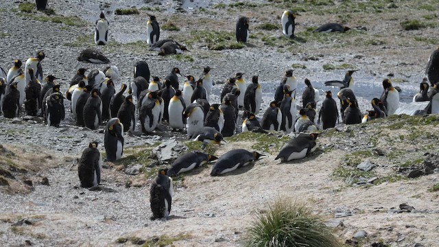 King Penguin - ML645688399