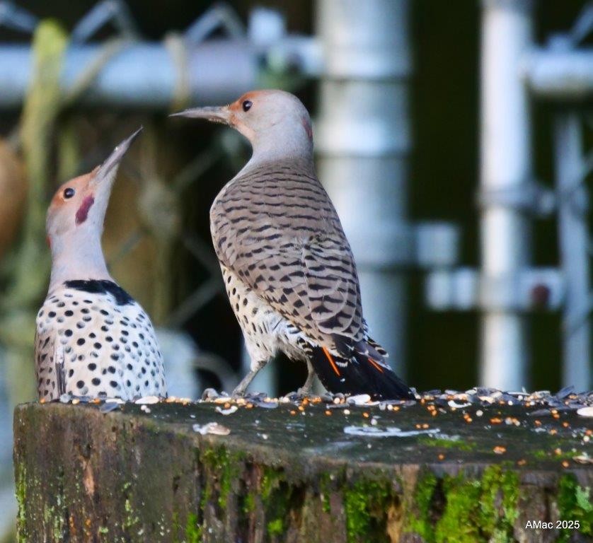 Altın Ağaçkakan - ML645688407