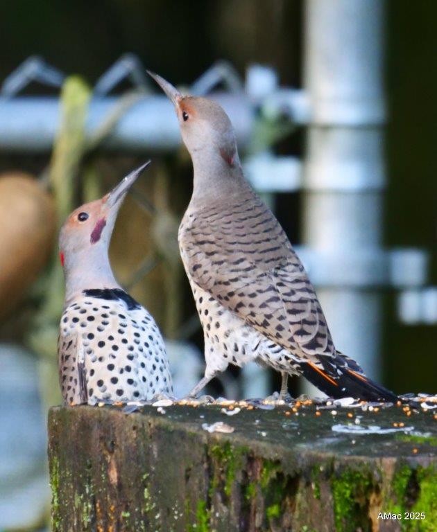 Altın Ağaçkakan - ML645688408