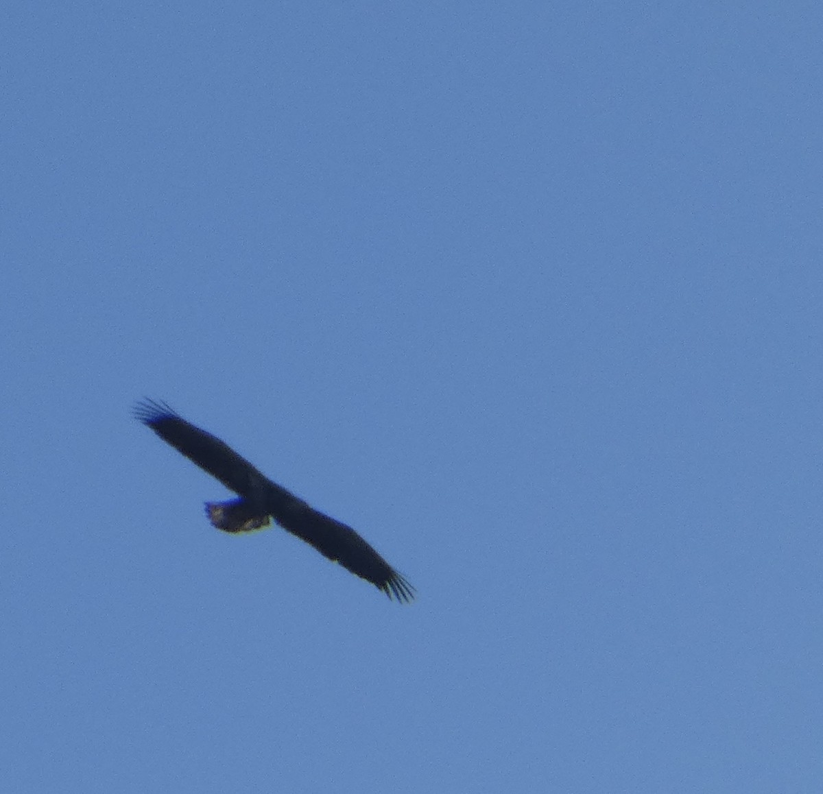 orel sp. - ML645688409