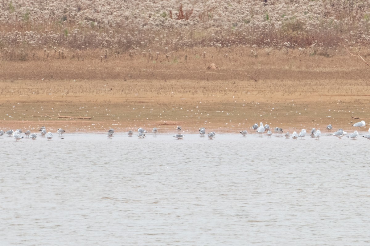 Franklin's Gull - ML645688437