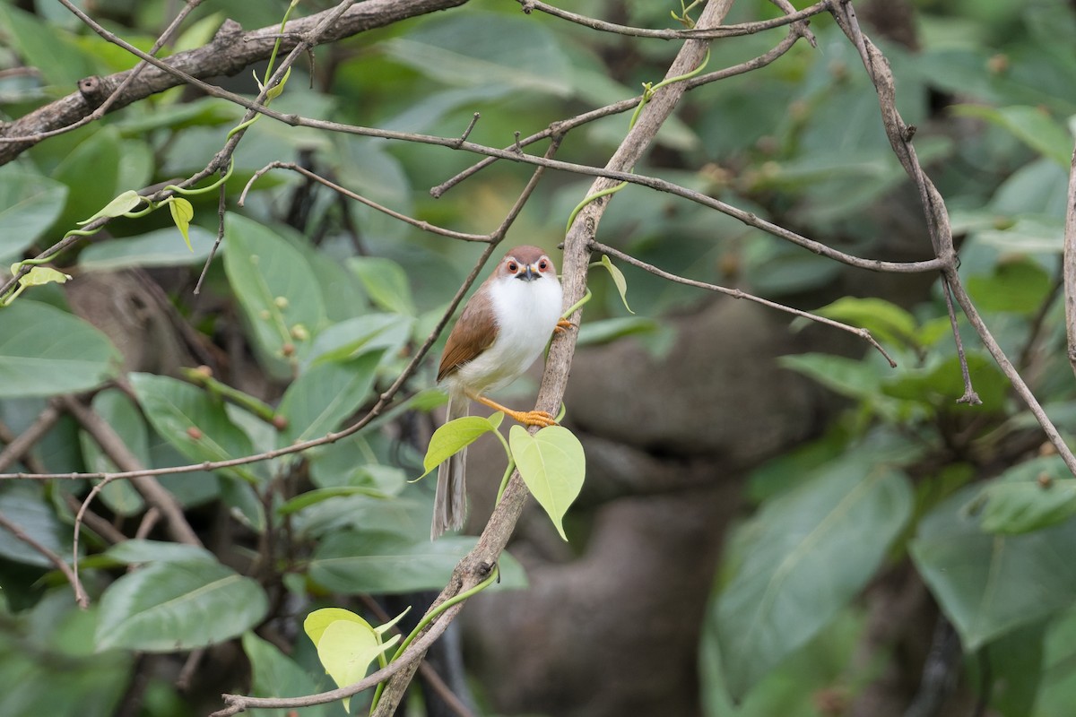 Yellow-eyed Babbler - ML645688438