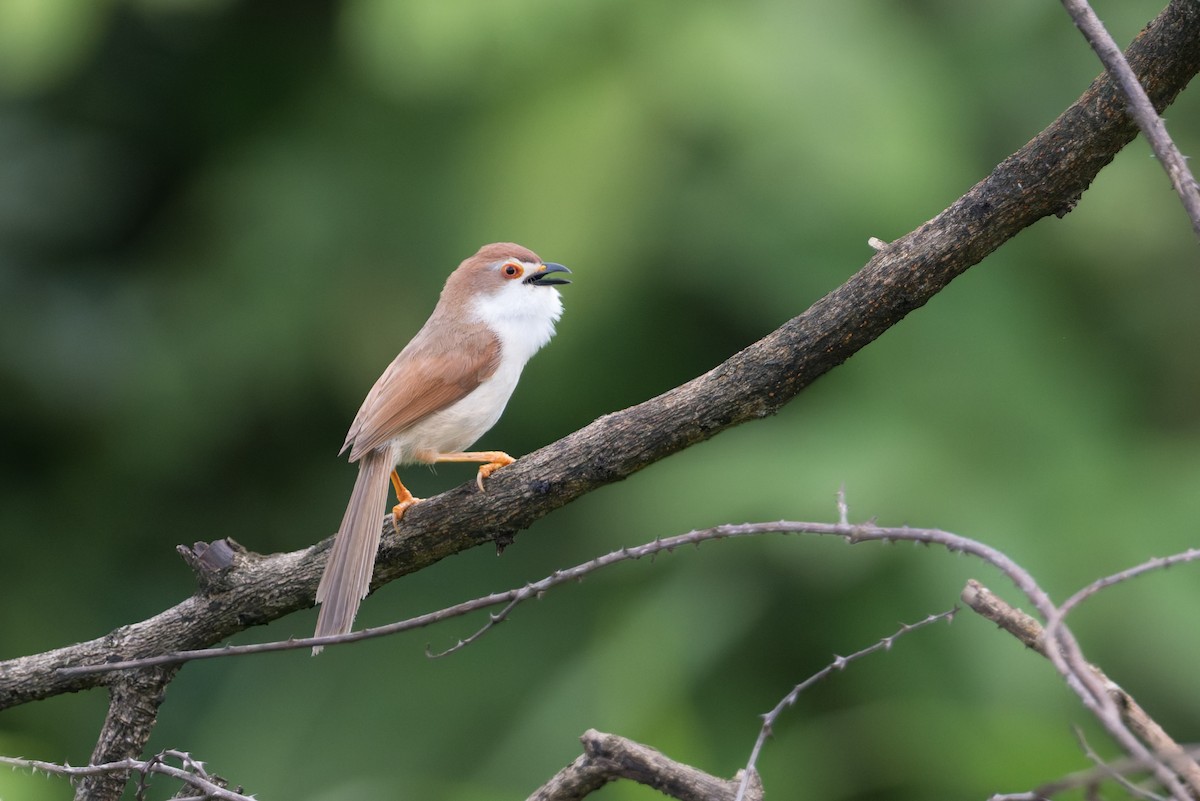 Yellow-eyed Babbler - ML645688440