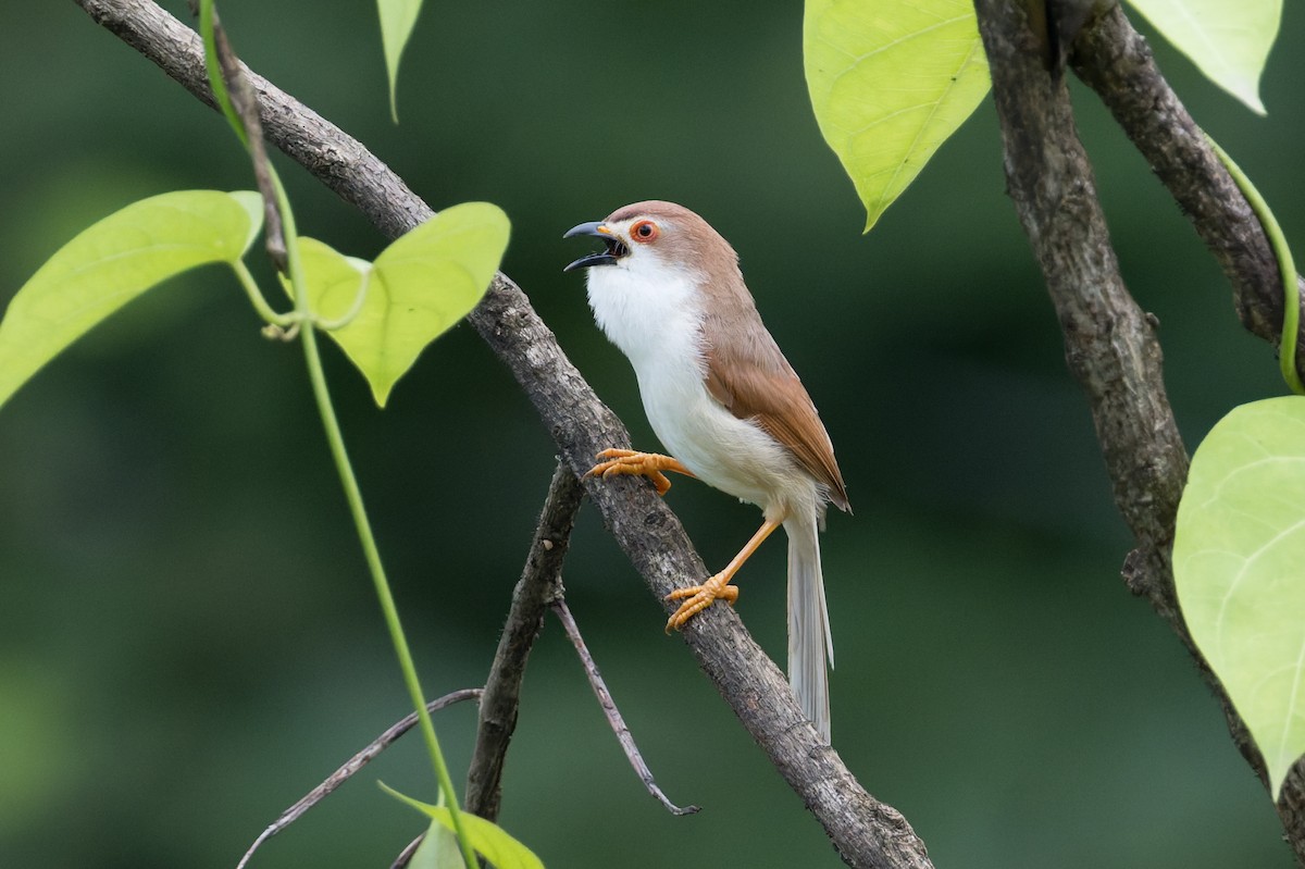 Yellow-eyed Babbler - ML645688442