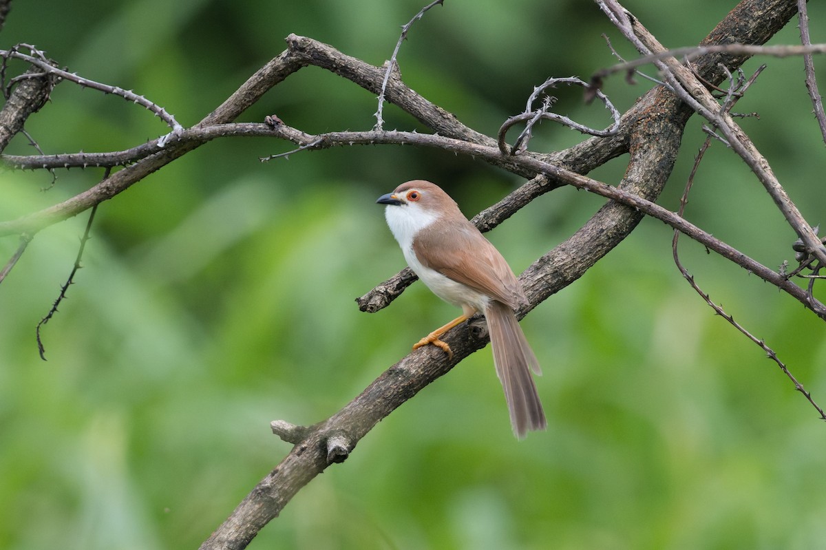 Yellow-eyed Babbler - ML645688444