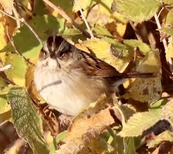 Swamp Sparrow - ML645688445