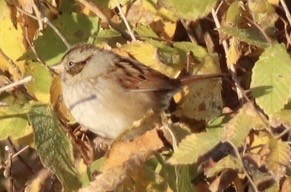 Swamp Sparrow - ML645688446