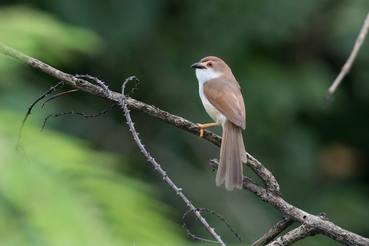 Yellow-eyed Babbler - ML645688447