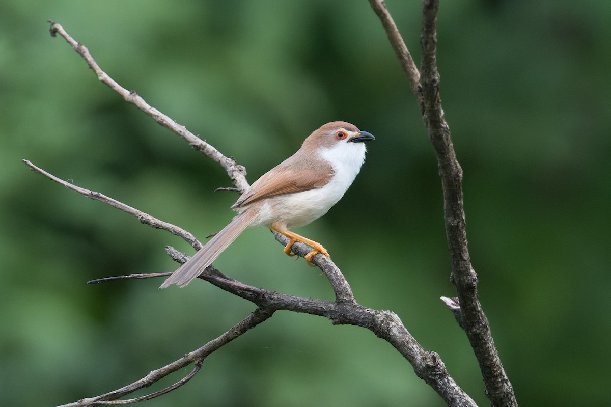 Yellow-eyed Babbler - ML645688450