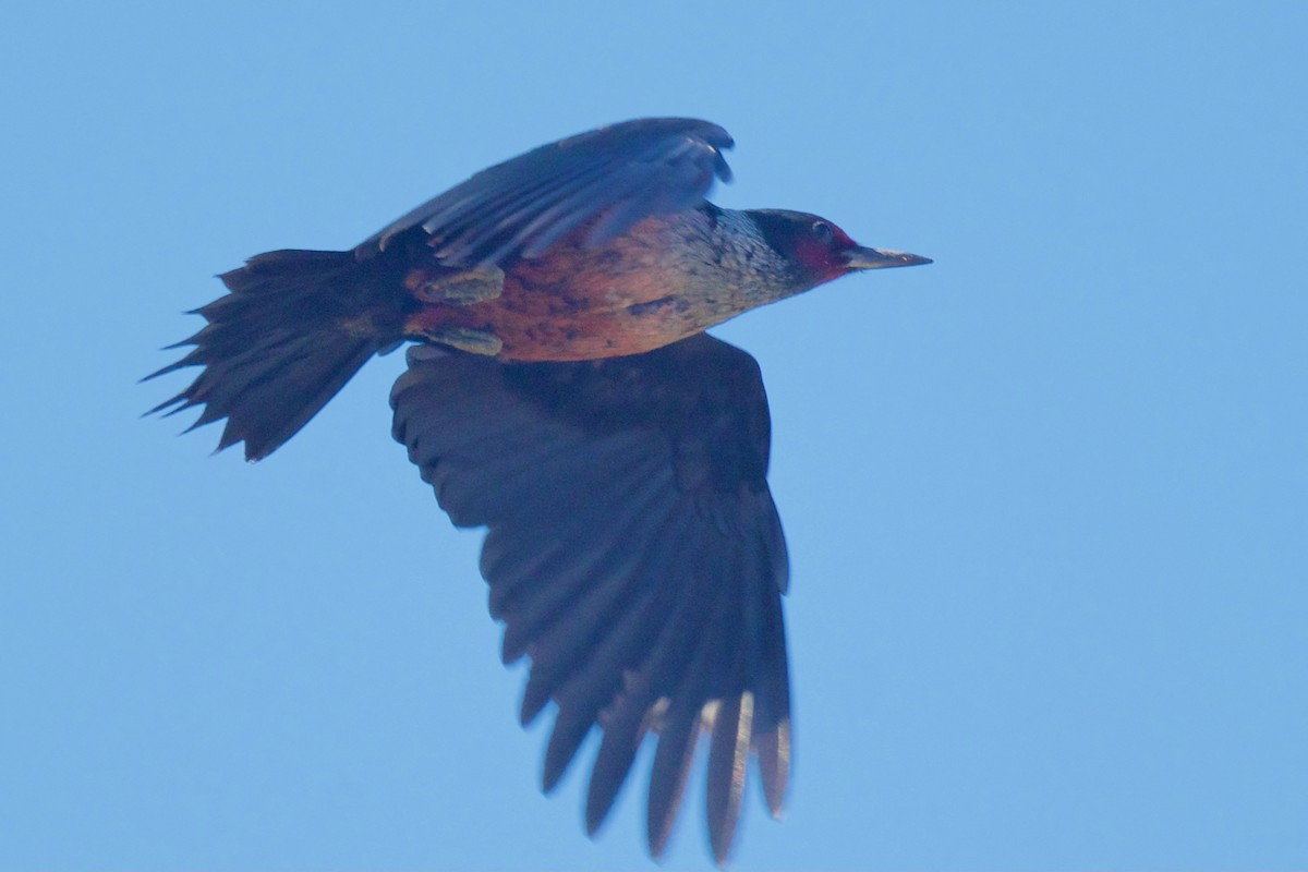 Lewis's Woodpecker - ML645688458