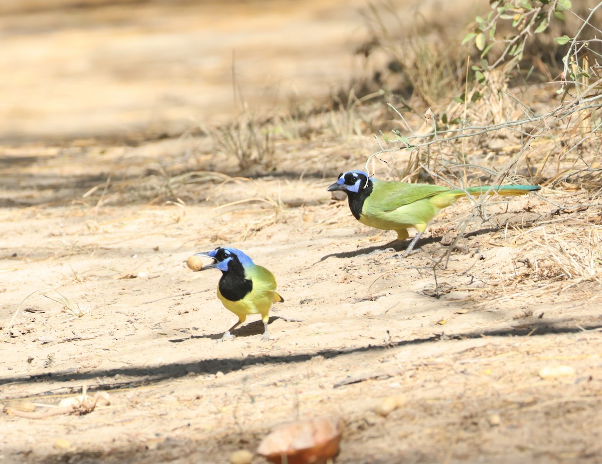 Inkablaurabe - ML645688462