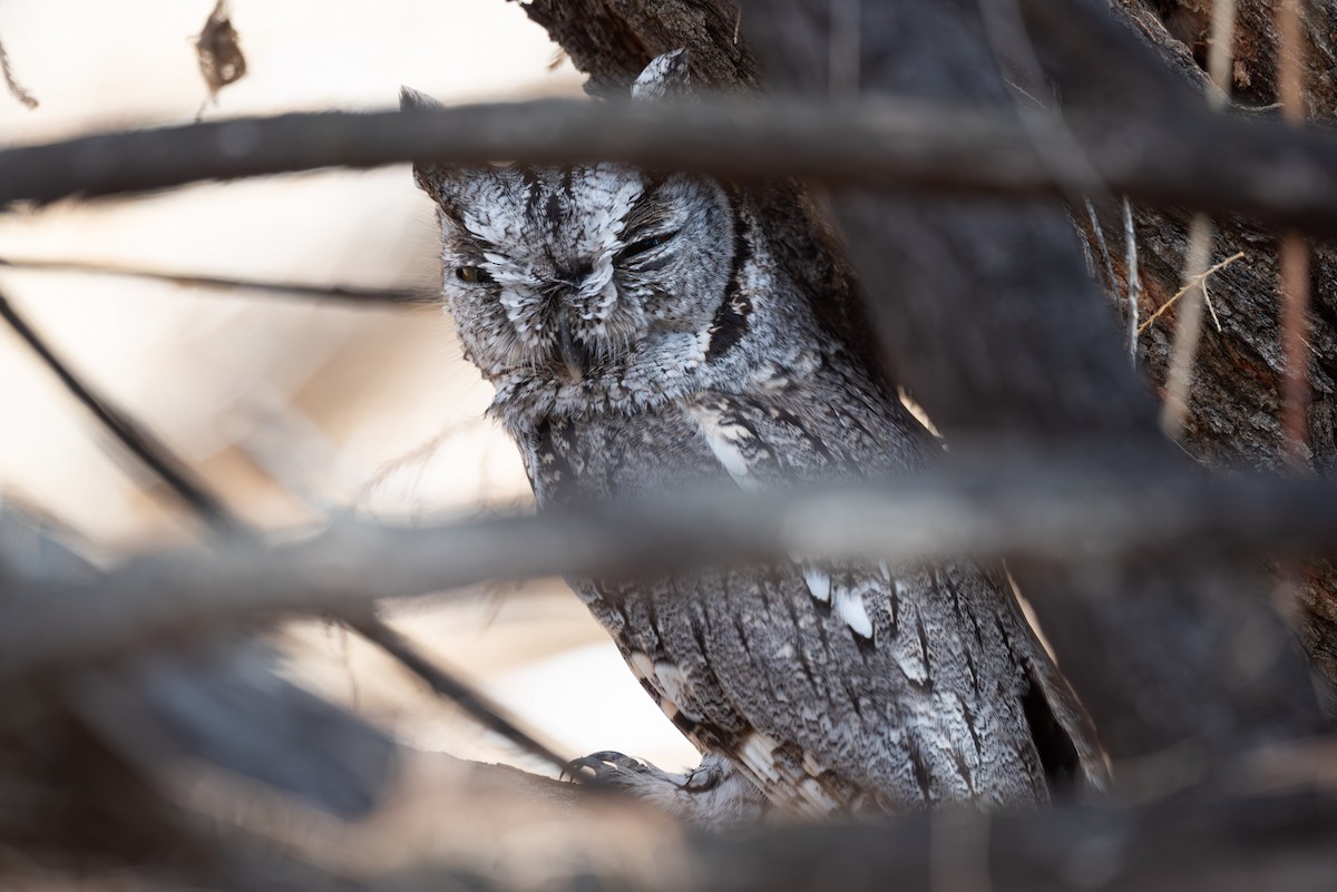 Western Screech-Owl - ML645688466